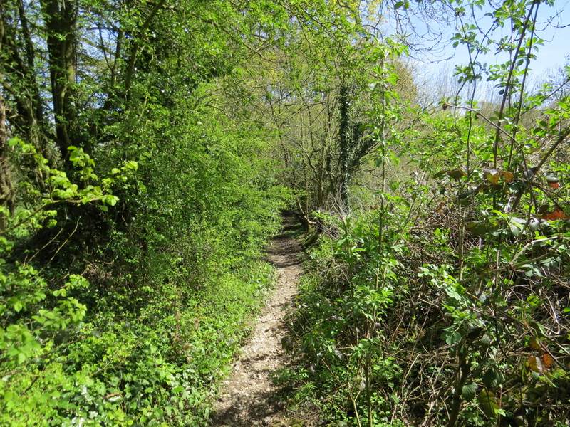 Pete's Walks Circular walk from Amersham Old Town (page 4 of 6)